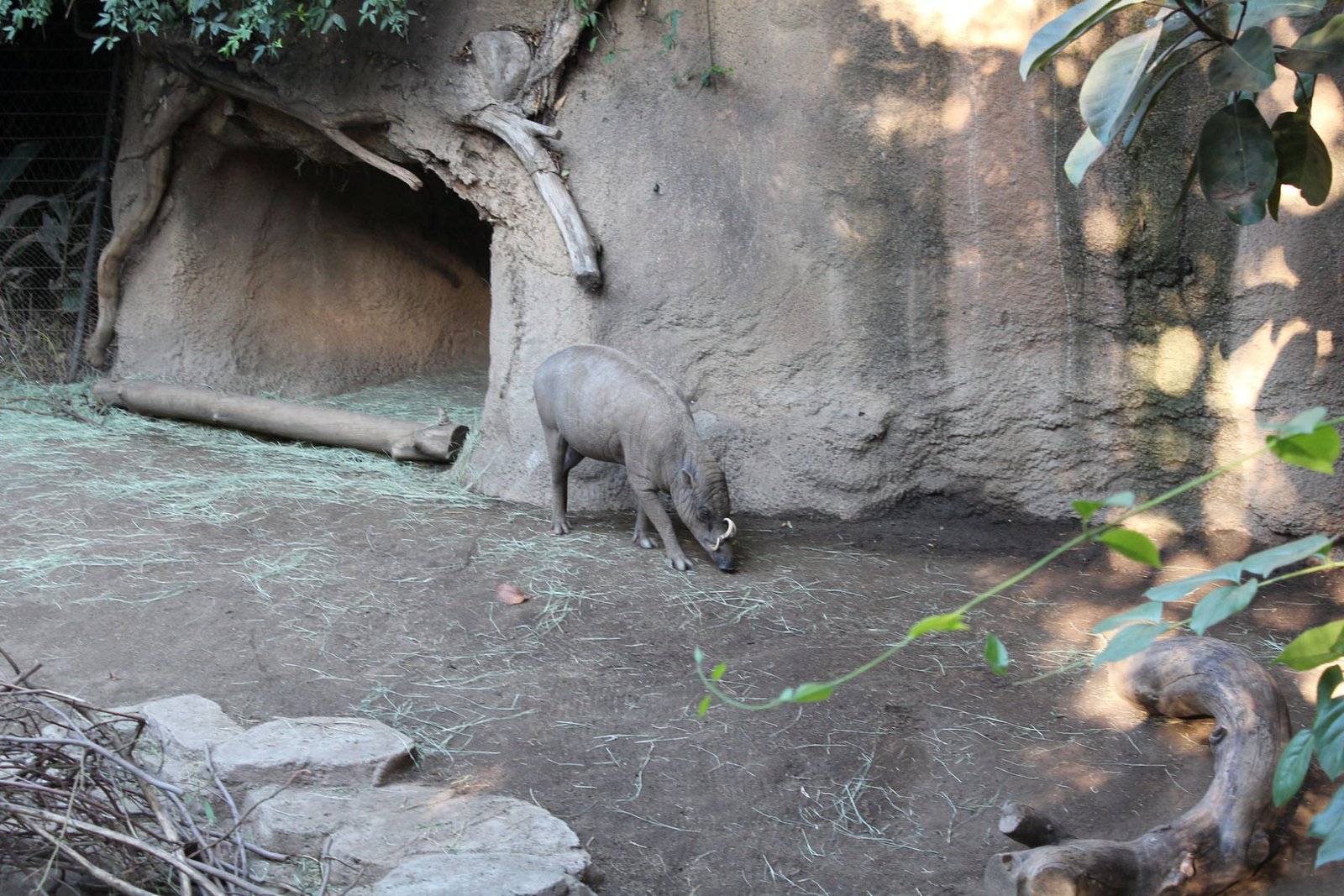 San Diego Zoo Part II 138